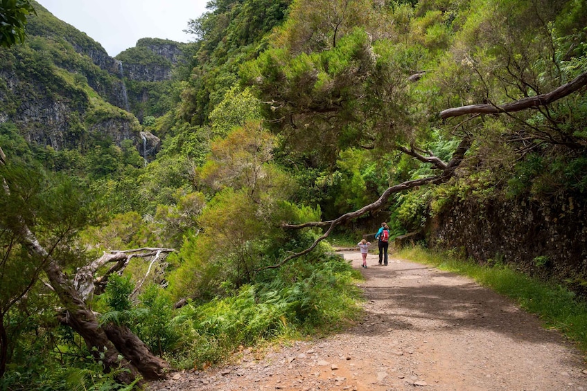 A hiking trail surrounded by lush greenery and a waterfall. 2