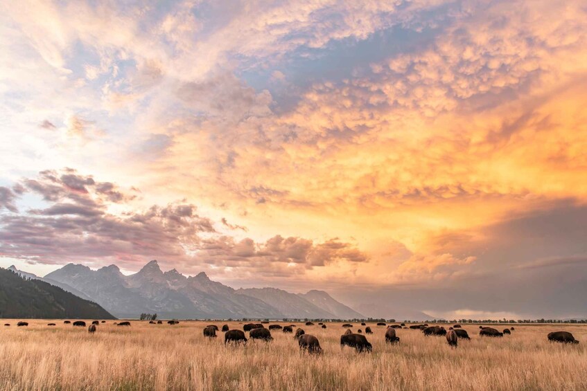 A herd of cattle grazing in a field with mountains in the background. 5