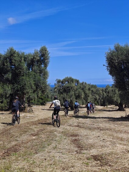A group of cyclists on a trail surrounded by olive trees and a clear blue sky. 2