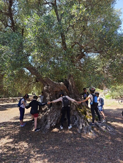 A group of people holding hands around a large tree. 3