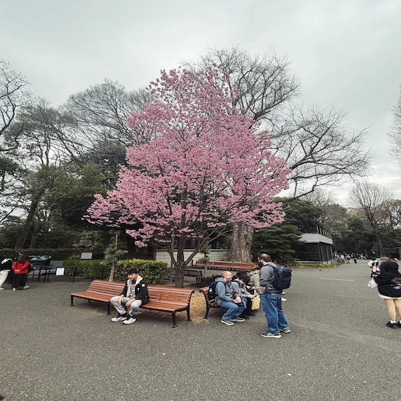 A cherry blossom tree in full bloom with people sitting on benches and walking around. 2