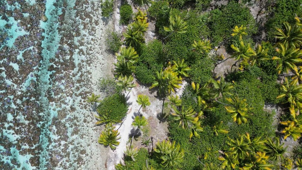 A beach with clear turquoise waters and dense tropical vegetation. 4