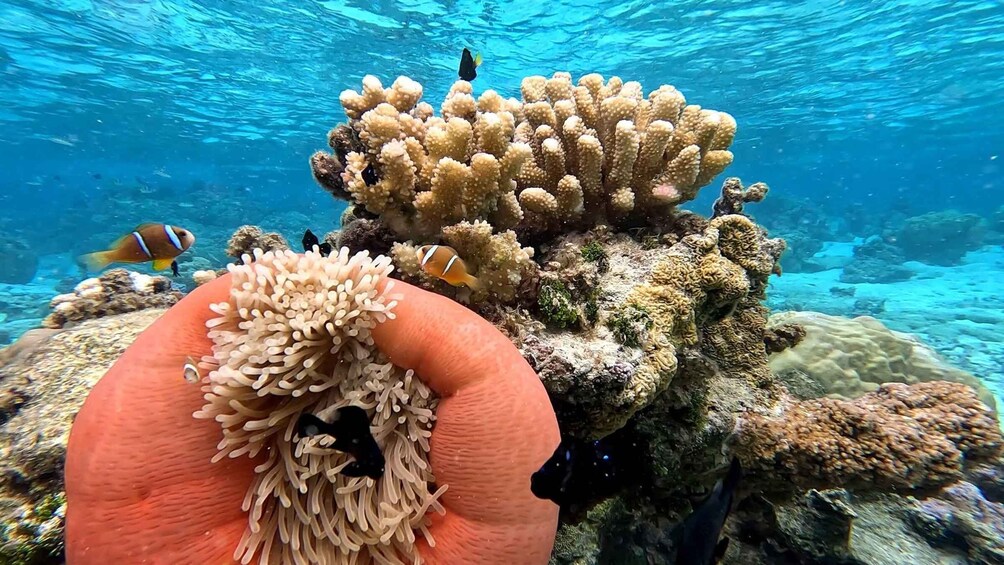 An underwater scene with a large anemone, coral formations, and fish swimming around. 3