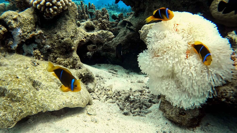 Two clownfish swimming near an anemone in a coral reef. 5