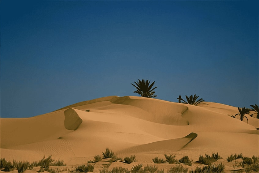 Sand dunes with sparse vegetation and a clear blue sky. 3