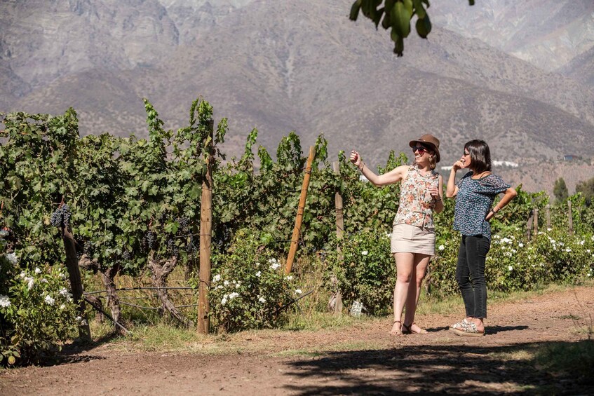 Two people standing in a vineyard with mountains in the background. 5