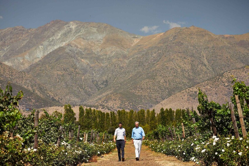 Two people walking in a vineyard with mountains in the background. 1