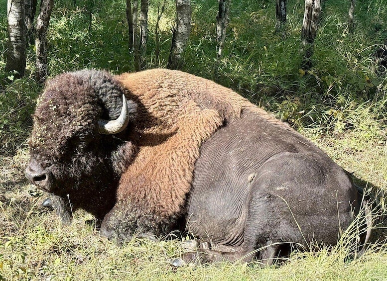 A bison resting in a grassy field with trees in the background. 1