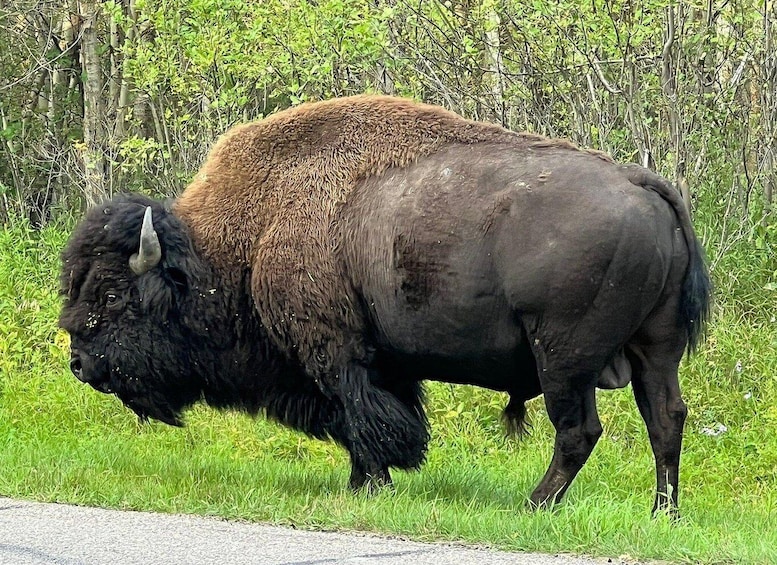 A bison grazing in a grassy field with trees in the background. 3