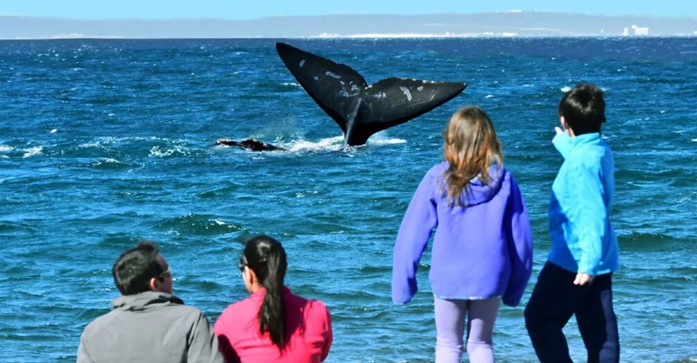 A whale breaching with its tail visible above the water, people watching from the shore. 3
