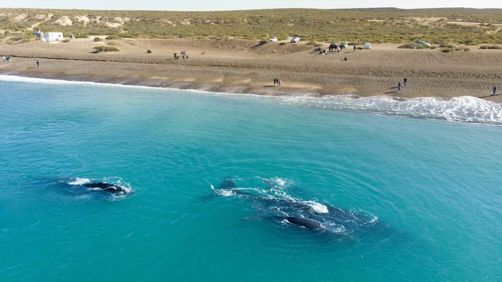 A beach with clear turquoise water, a few people, and a few vehicles in the background. 1