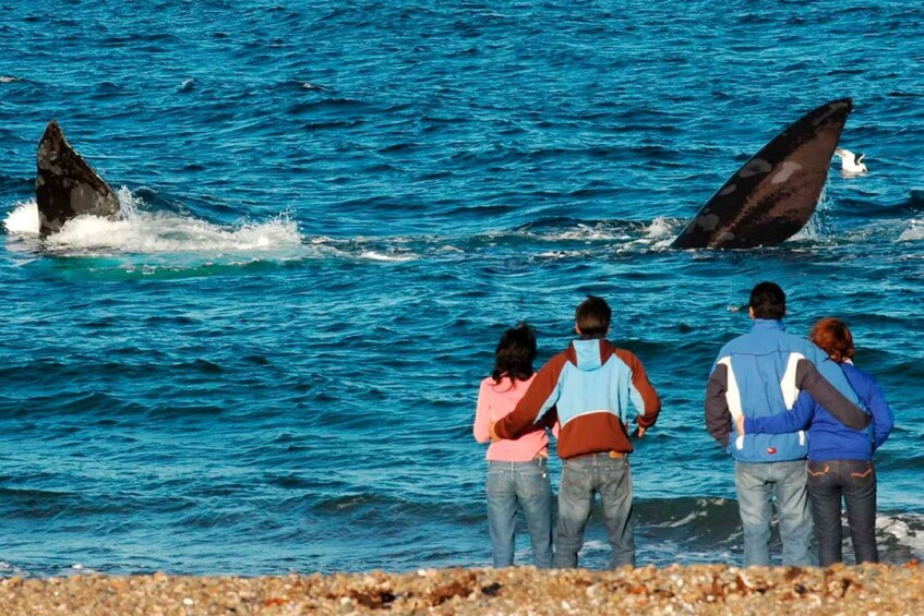 A group of people observing whales in the ocean. 2
