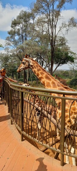 A giraffe enclosure with a wooden deck and metal railing. 2
