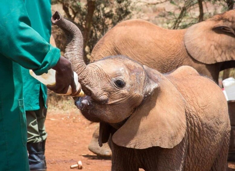 A baby elephant being fed by a person. 5