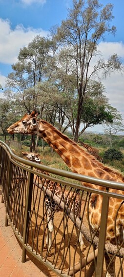 Giraffes behind a fence, with trees and a clear sky in the background. 1