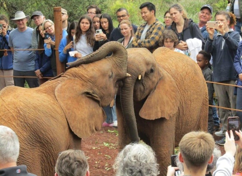 A group of people observing elephants in a fenced enclosure. 4