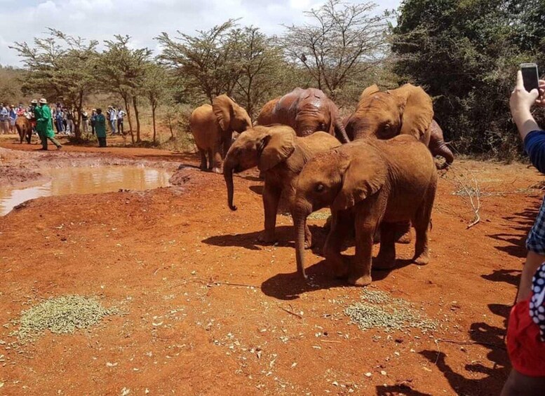 A group of elephants in a natural setting with people observing. 3