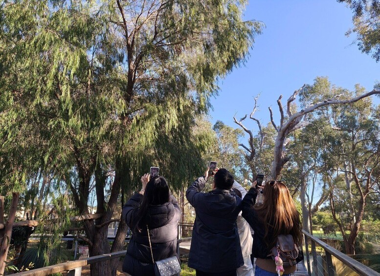 Picture 3 for Activity From Perth: Koala, Pinnacles Stargazing Day Tour 5