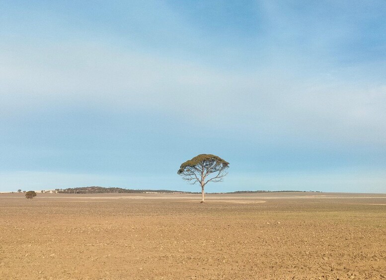 A solitary tree in a vast, open field under a clear sky. 1