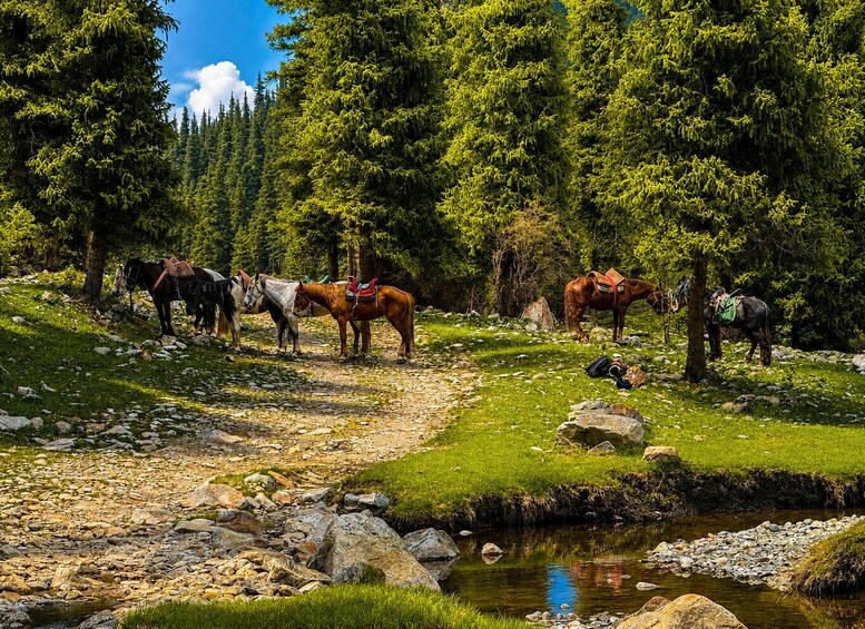 A group of horses with saddles along a rocky path in a forested area. 5