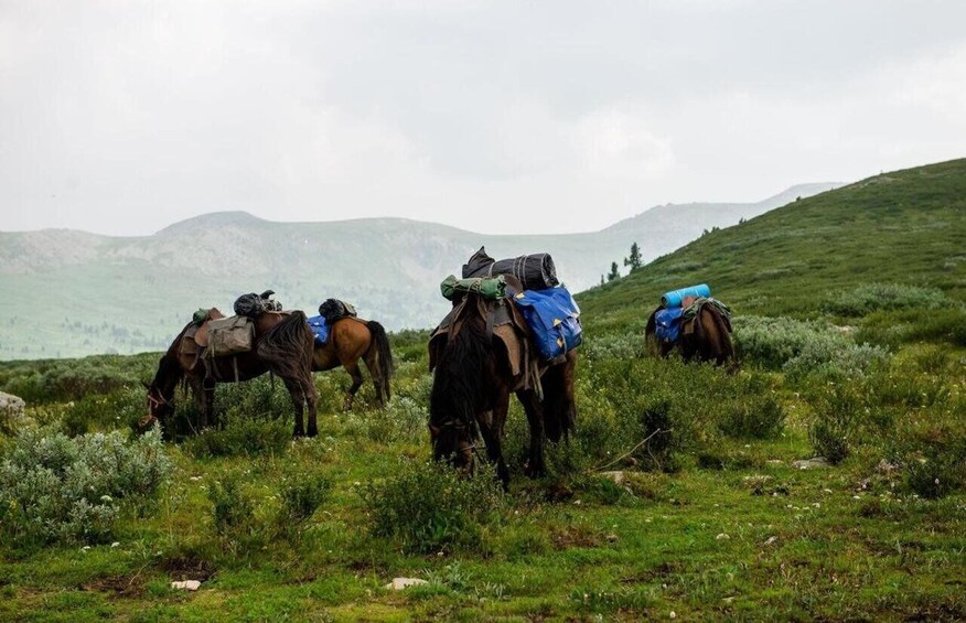 Picture 2 for Activity Karakol: Horseback Riding Tour with Yurt Visit 3