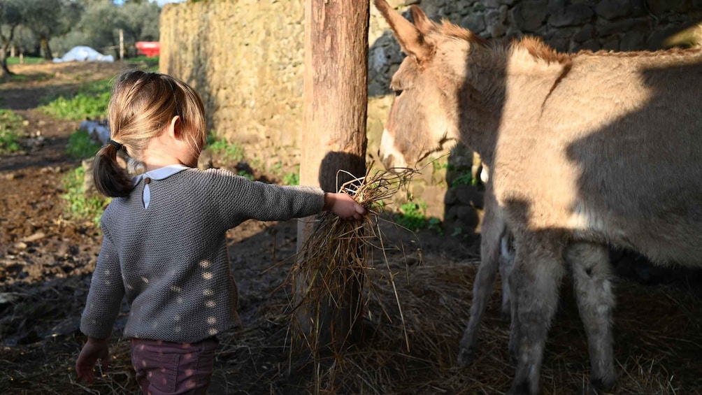 A child feeding hay to a donkey. 1