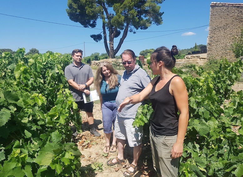 A group of people standing in a vineyard with rows of grapevines. 1
