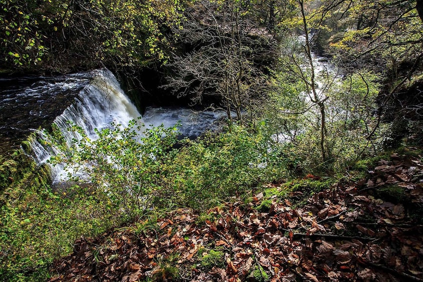 A waterfall in a forested area with dense foliage and fallen leaves. 1