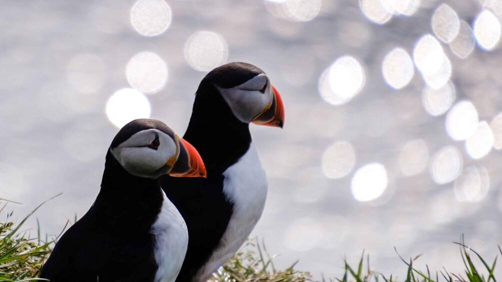 Two puffins standing on grass by a body of water with a bokeh light effect in the background. 1