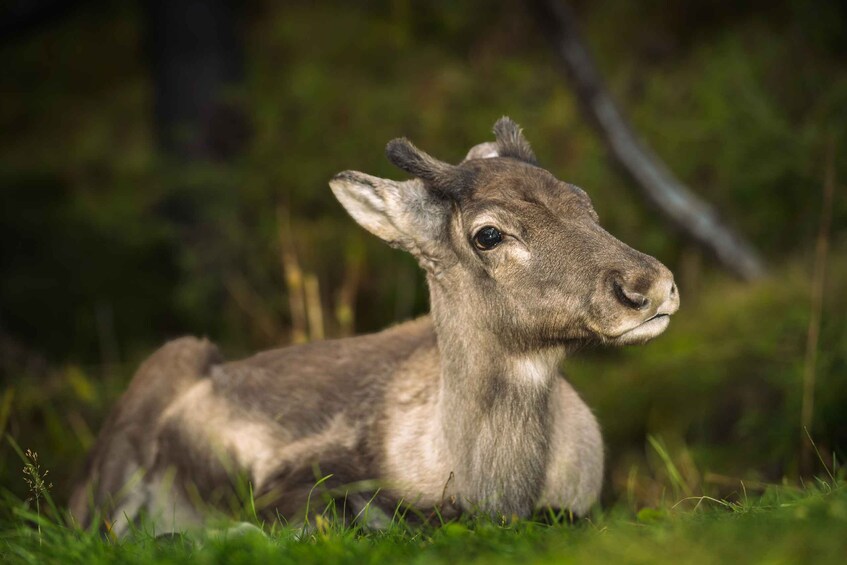 A young deer lying in a grassy field with trees in the background. 1