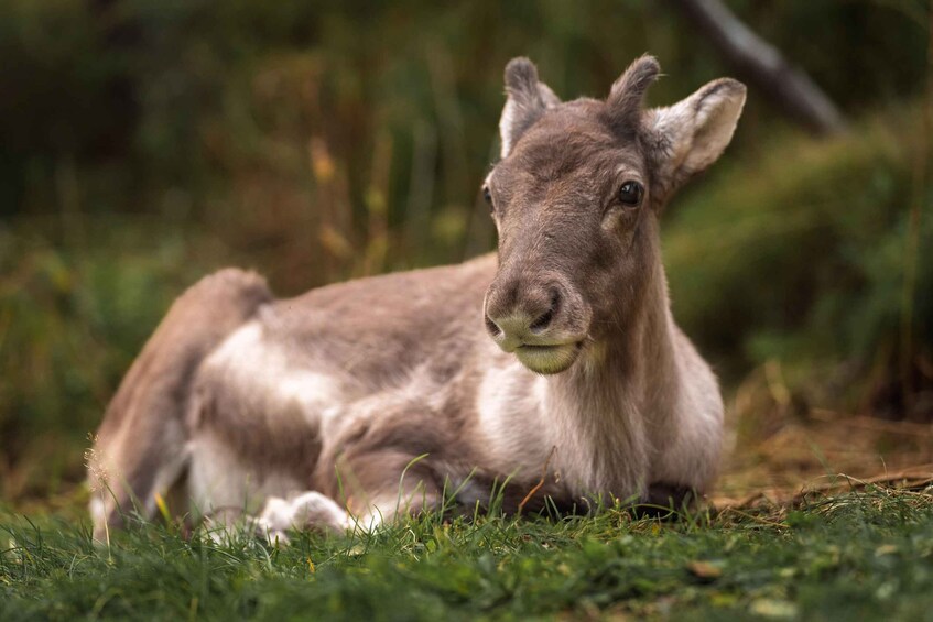 A donkey lying on grass with a blurred natural background. 2