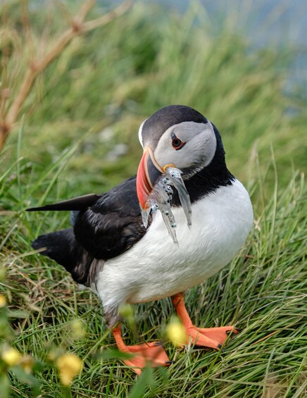 A puffin with a fish in its beak, standing on grass. 3