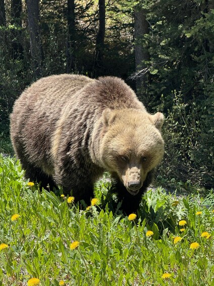 A bear walking through a field of yellow flowers. 1