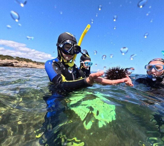Two people snorkeling in clear water, holding a sea urchin. 5