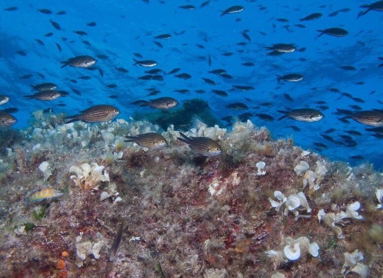 A coral reef with various fish species swimming above. 1
