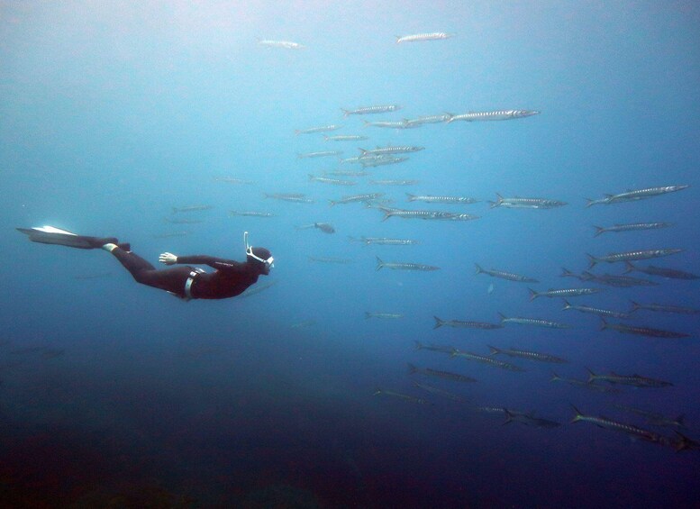 A diver swimming with a school of fish. 2