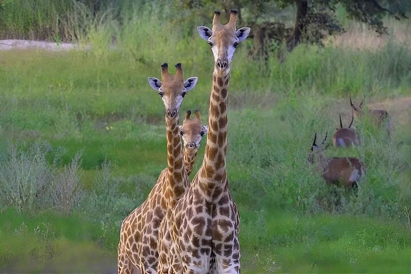 Two giraffes standing in a grassy field with a deer in the background. 1