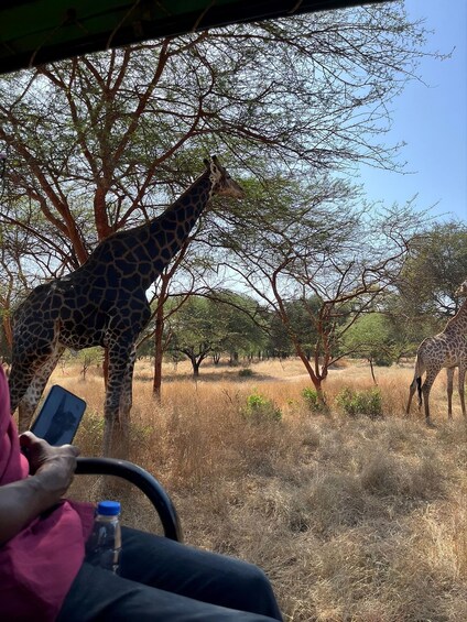 A giraffe eating leaves from a tree, a person holding a smartphone, and a water bottle on the ground. 3