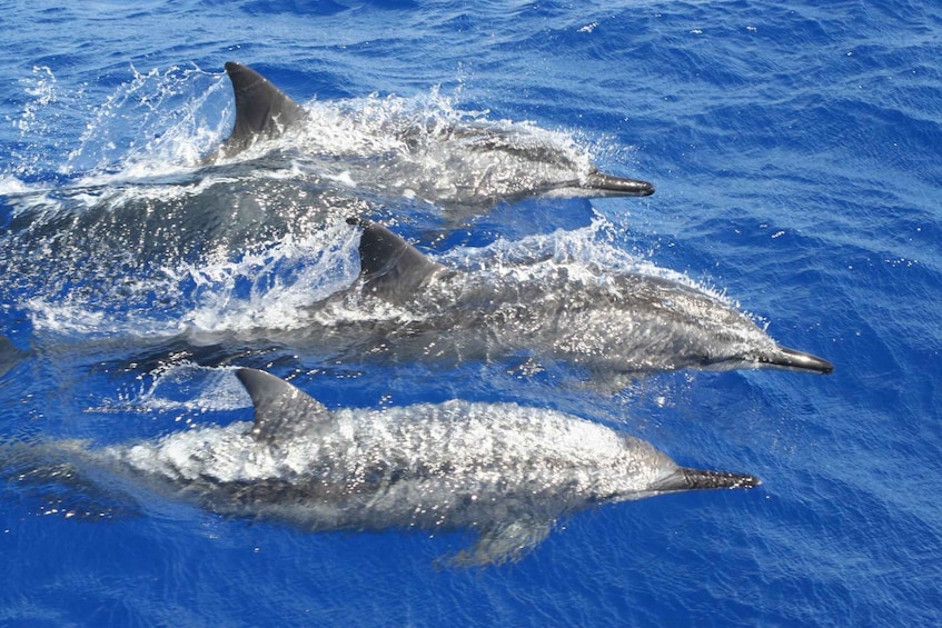 Three dolphins swimming in blue ocean water. 3