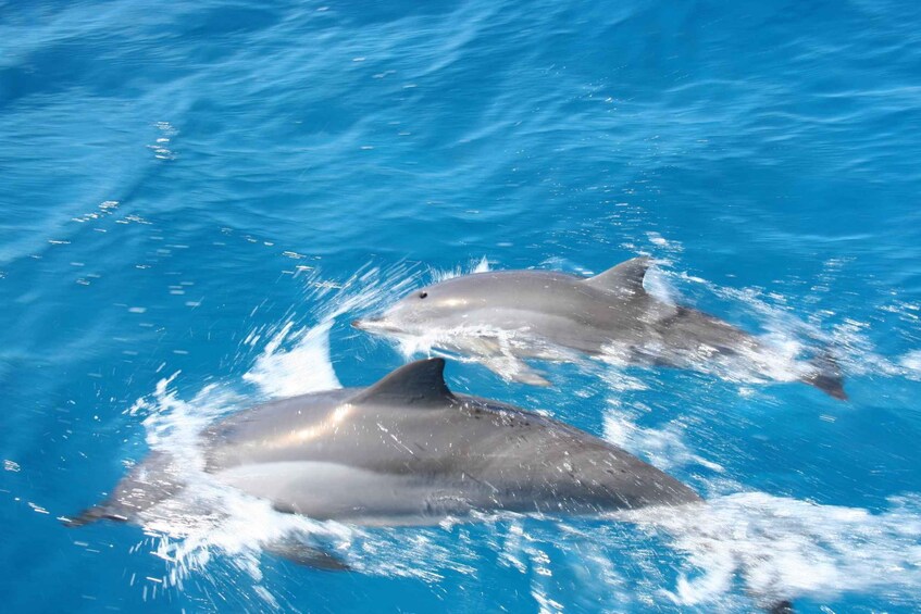 Two dolphins swimming in clear blue water. 1