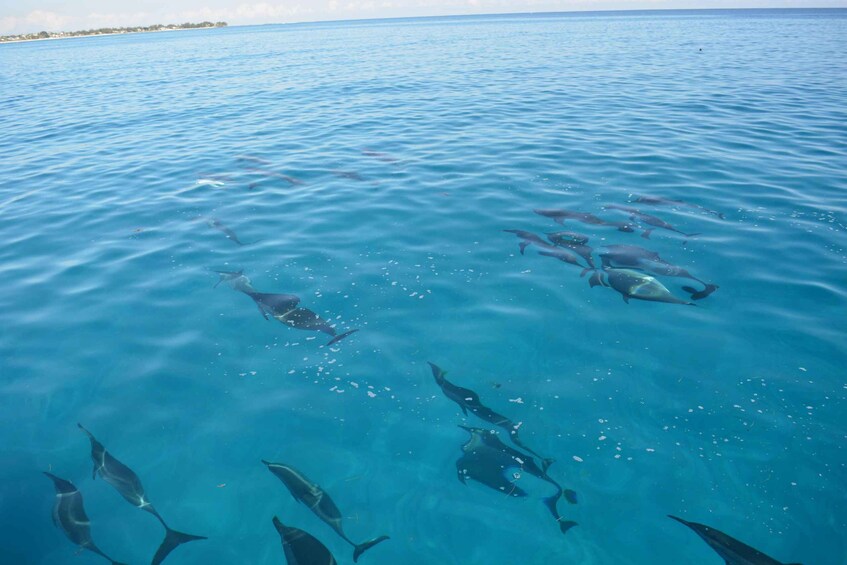 A school of dolphins swimming in clear blue water. 2