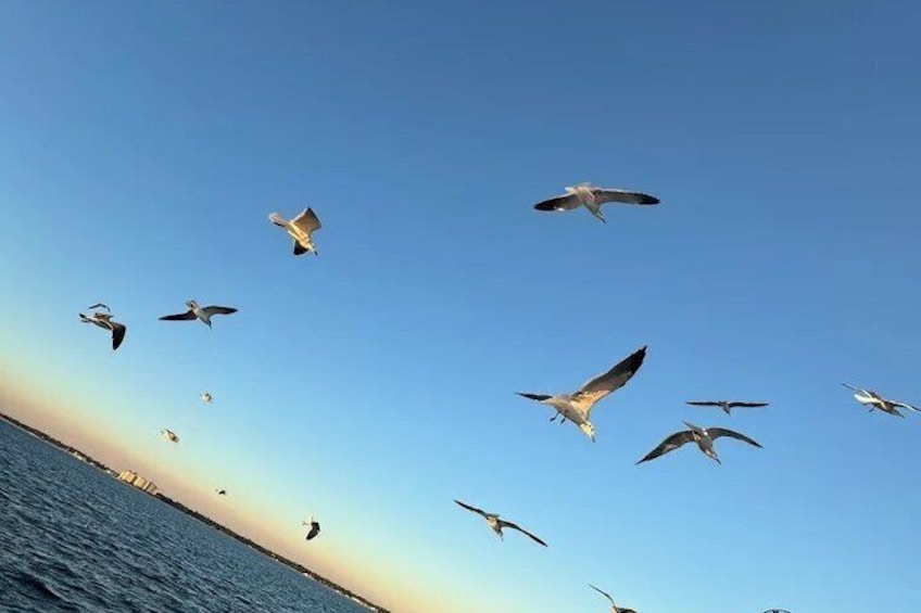 Seagulls flying over the water at sunset. 4