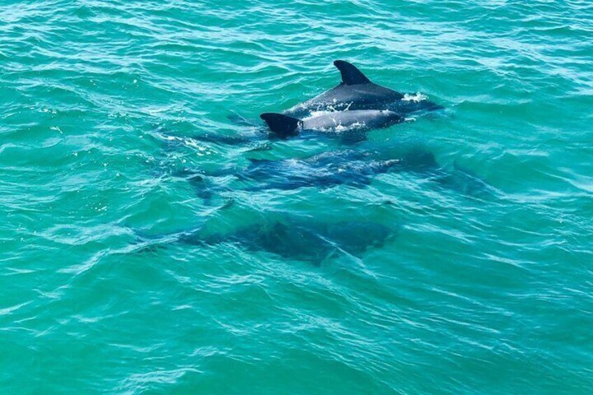 A dolphin swimming in clear turquoise water. 5