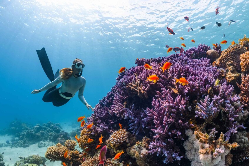 A diver swimming near a vibrant coral reef with various fish species. 1