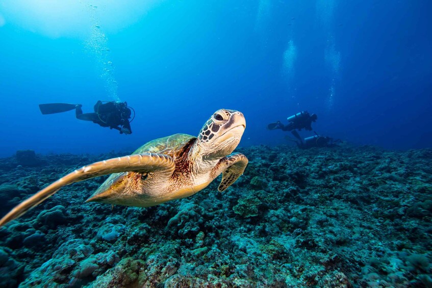 A sea turtle swimming underwater with divers in the background. 2