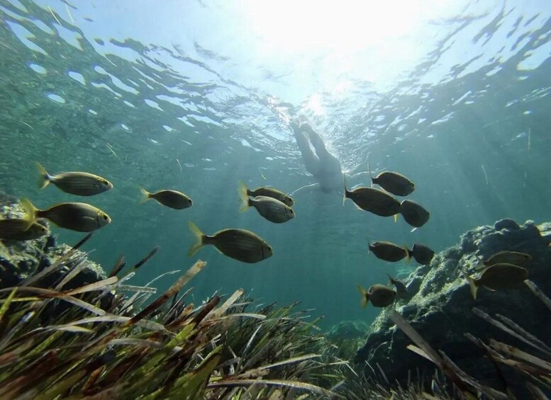 An underwater scene with a diver surrounded by fish. 1