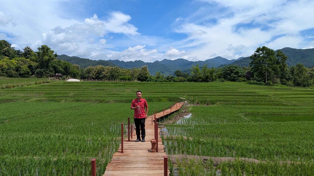 A person walking on a wooden bridge over a rice field with mountains in the background. 5