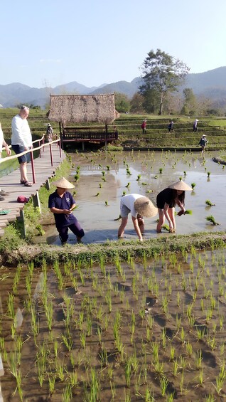People tending to rice paddies with a thatched-roof structure in the background. 1