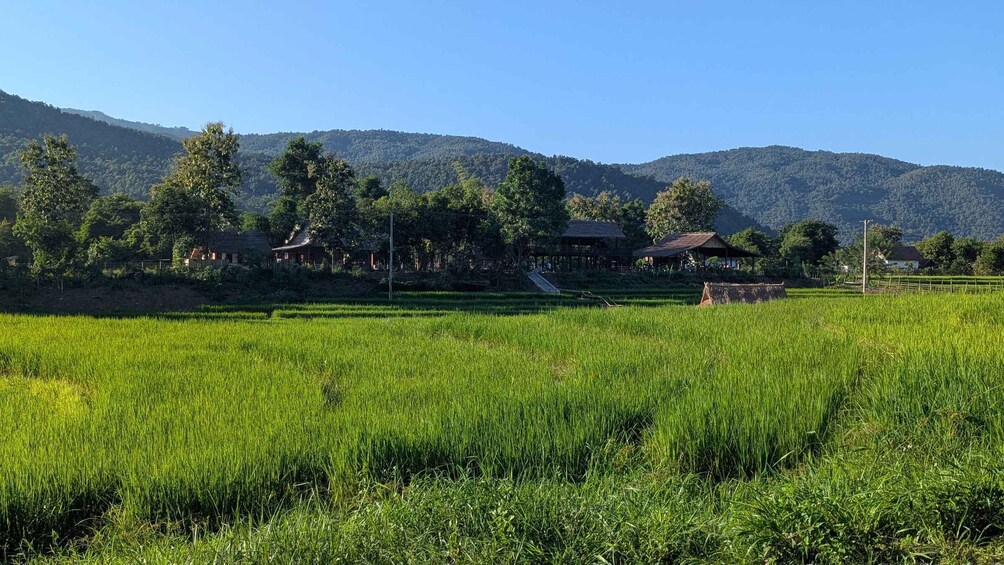 A lush green rice field with traditional houses and a mountain backdrop. 2
