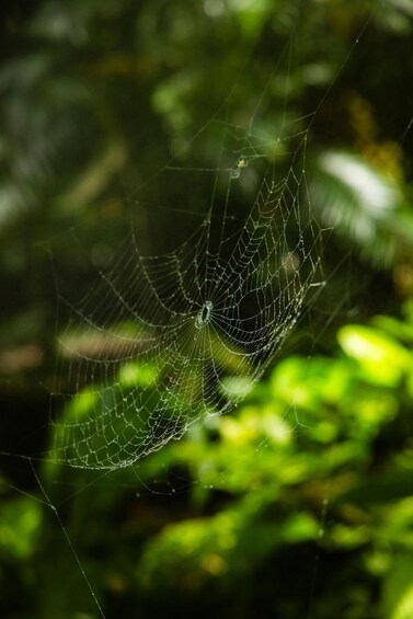 Picture 4 for Activity Miami: Fairchild Tropical Botanic Garden Entry Ticket 5